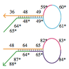 Toehold-based DNA circuits